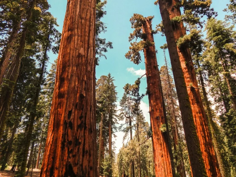 Visiting Sequoia National Park by Amtrak (2026 Guide)
