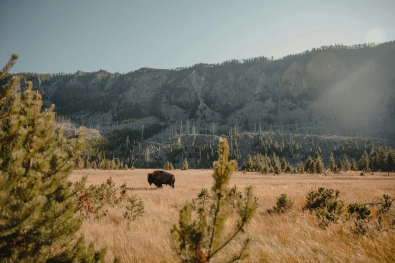 Amtrak to Yellowstone National Park: Routes, Stations & Travel Guide