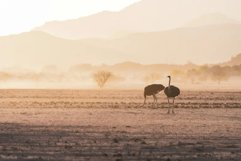 Why Rovos Rail Is Africa’s Ultimate Luxury Train Experience